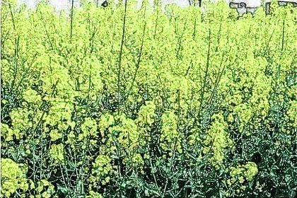 梦见油菜是什么意思