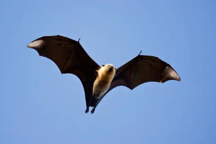 梦见蝙蝠是什么意思