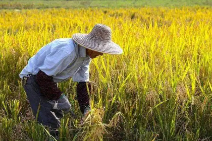 梦见农民是什么意思