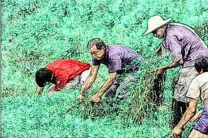 梦见拨草