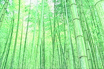 梦见竹林是什么意思
