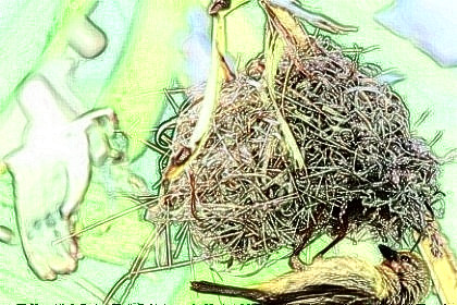 梦见筑巢是什么意思