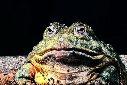 梦见牛蛙是什么意思