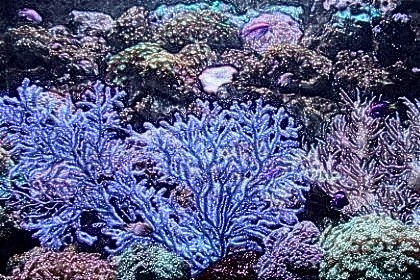 梦见珊瑚是什么意思