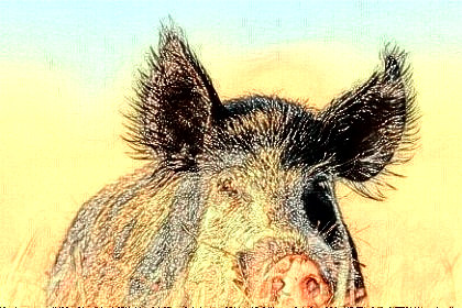 梦见野猪是什么意思