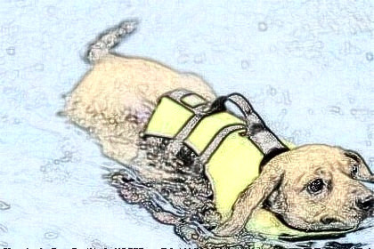 梦见狗在游泳是什么意思