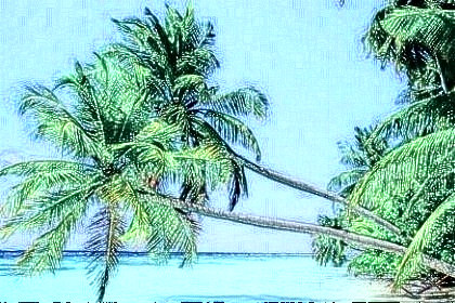 梦见椰子树