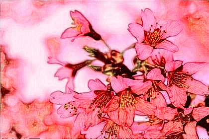 孕妇梦见桃花是什么意思