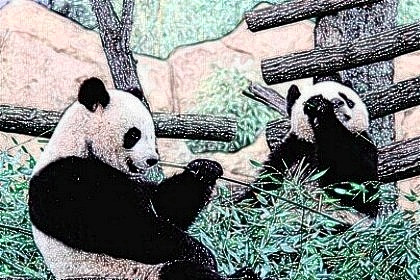 梦见熊猫是什么意思