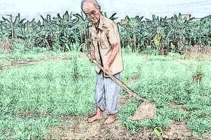 梦见种菜